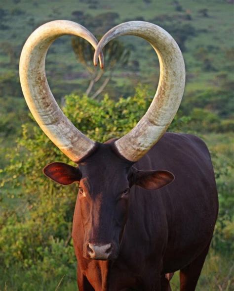 Ministry of Tourism-Uganda on Twitter: "To the Ankole culture, they are ...