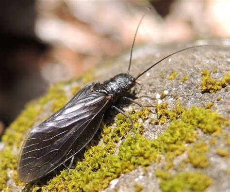 Alderfly - Gray 1 - Sialis - BugGuide.Net