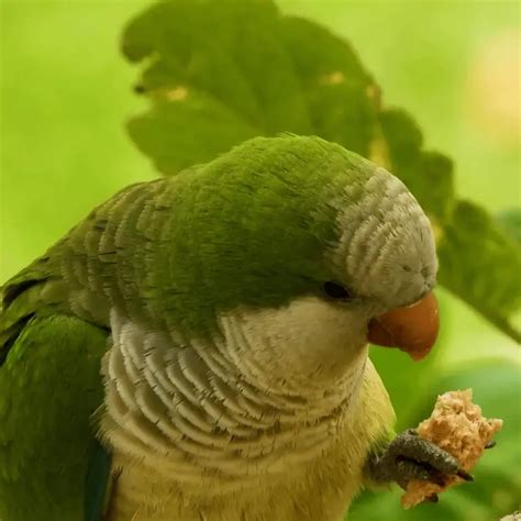 Quaker parrot - Habitat Food Behavior Breeding and Mutations