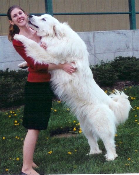 Great pyrenees, Great pyrenees dog, Top dog breeds