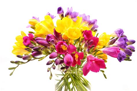 Freesia Flower Bouquet images