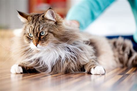 Scorpio (Oct. 23-Nov. 21): Siberian Cat | Which Cat Breed Are You By ...