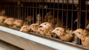 Quail farming equipment Archives - The Happy Chicken Coop