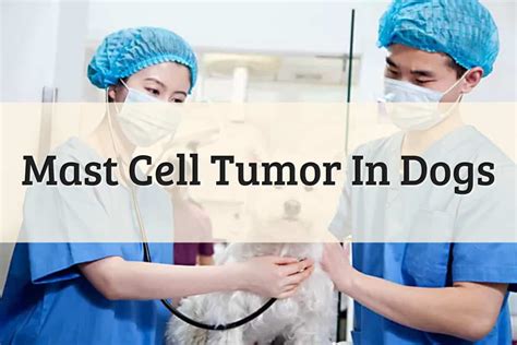 4 Steps To Understand Dog Mast Cell Tumor (2022 Update)