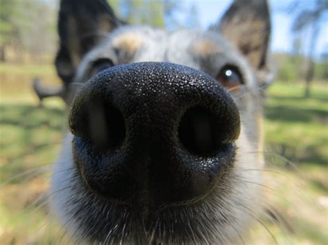 Up Close Dog Nose Stock Photo - Download Image Now - iStock