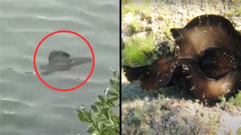 Mysterious Creature Seen Swimming in South Carolina Stumps Experts | Viral News, Times Now