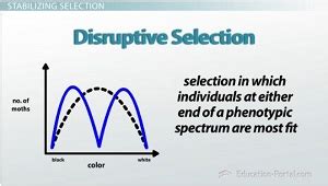 Natural Selection: Definition, Types & Examples - Video & Lesson Transcript | Study.com