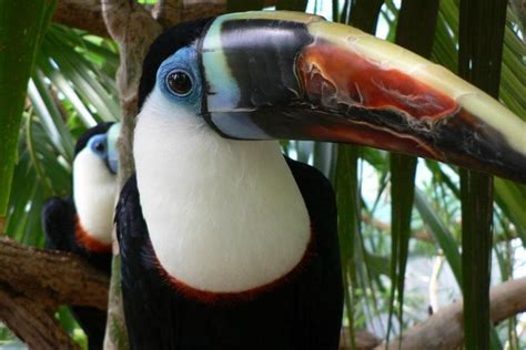 Toucan, Amazon