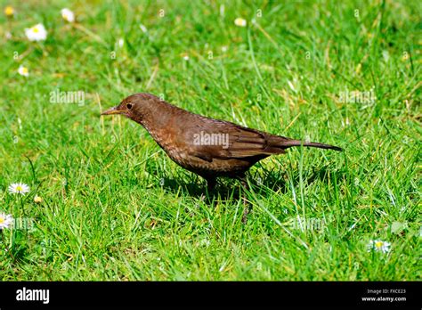 FEMALE COMMON BLACKBIRD Stock Photo - Alamy