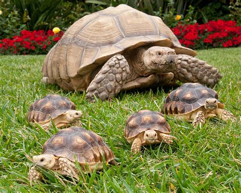 My Favorite Pet of All Time Was an African Sulcata Tortoise