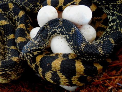 kingsnake blog Kingsnake.com Blog - Herp Photo of the Day: Bull snake mama