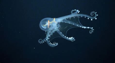 Inkcredible News! Meet The Glass Octopus - OctoNation - The Largest Octopus Fan Club!