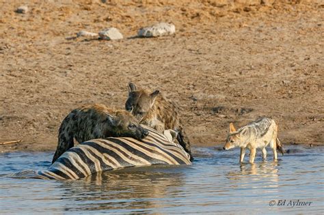 Hyenas kill zebra at Etosha waterhole - Africa Geographic