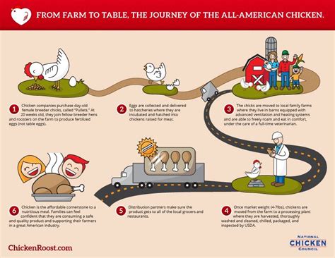 From Farm to Table, The Journey of the All-American Chicken - TheChickenRoost | From farm to ...