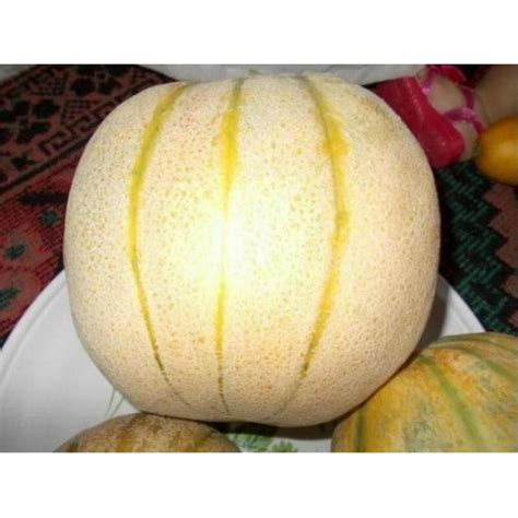 TALIBI Persian Melon Fresh Seeds - Price €1.95