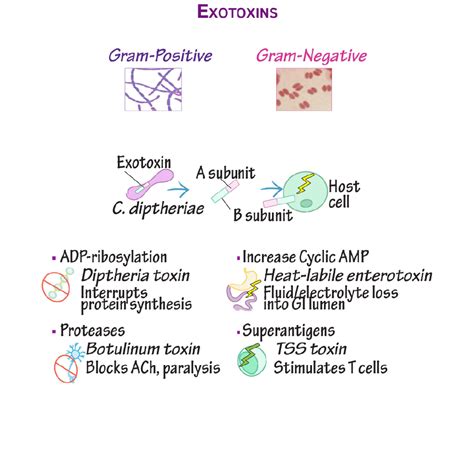 Immunology/Microbiology Glossary: Bacteria - Exotoxins | Draw It to Know It