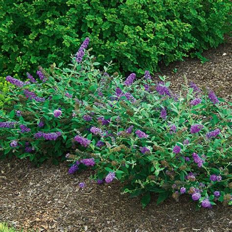 Buddleia Lo & Behold® 'Blue Chip Jr.' | Front gardens, Deer resistant ...