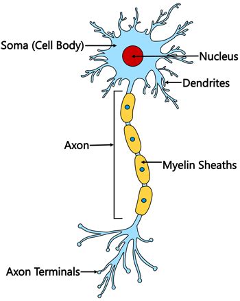 Brain Facts: The Different Brain Cells