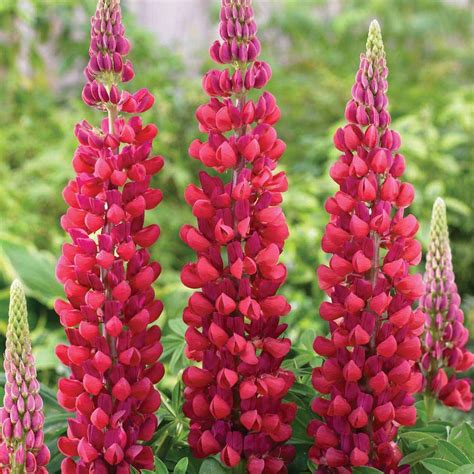 Lupin 'Red Rum' - Perennial & Biennial Plants - Thompson & Morgan | Lupine flowers, Lupines ...