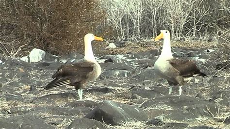 Waved albatross mating ritual - YouTube