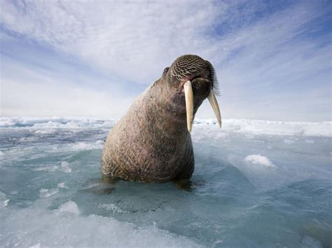 Walrus habitat on the edge | Magazine Articles | WWF