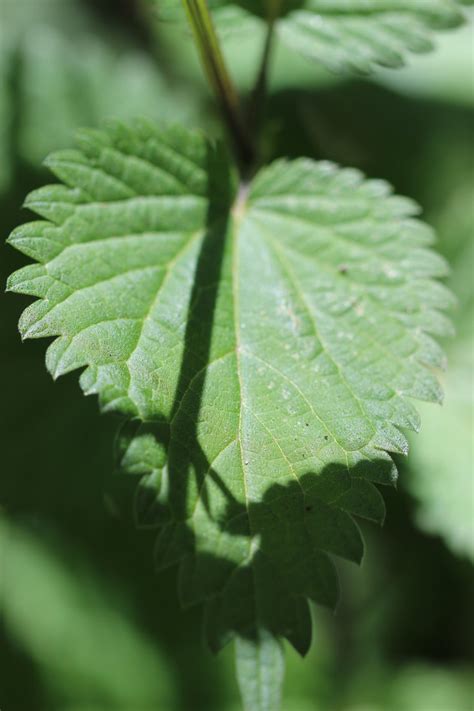 Urtica dioica (Yarnell) - BOT MED ROCKS