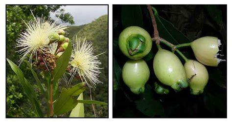 Jambo Fruit Tree | Fruit Trees