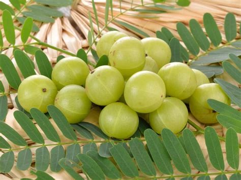 12 Benefits of Eating Indian Gooseberry or Amla | Organic Facts