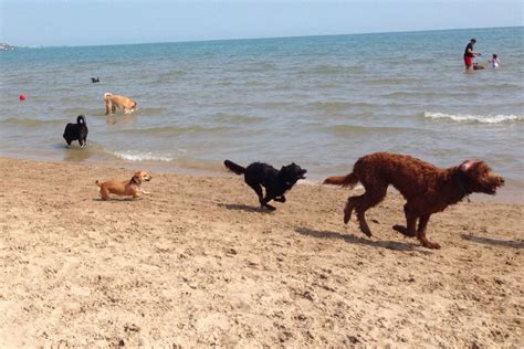 9 Best Dog-Friendly Beaches in the U.S. - Montrose Dog Beach, Sawyer,