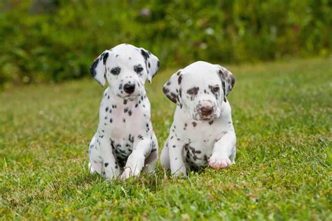 10 Best Dalmatian Breeders (2024): Our Top 10 Picks!