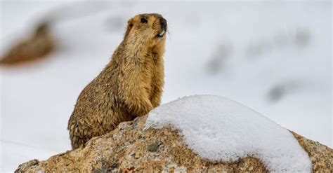 Marmot - A-Z Animals