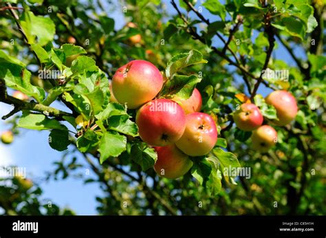 Old english apple varieties hi-res stock photography and images - Alamy