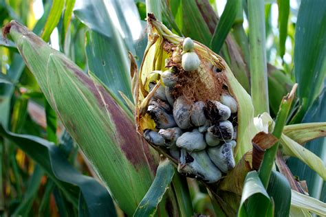 Qu'est-ce que l'huitlacoche et comment la cuisiner ? | Home Healthcare