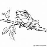 Tree Frog Coloring Pages  Free & Printable sketch template