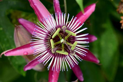 Free stock photo of passion fruit flower