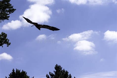 Flying golden eagle stock image. Image of fauna, birdwatching - 123176485