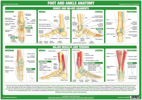 Foot Ankle Anatomical