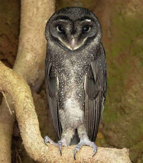 Greater Sooty owl found along the coast of Australia and New Guinea Beautiful Owl, Beautiful ...