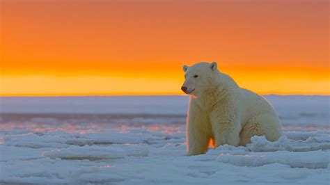 ice, nature, polar ice cap, 1080P, arctic, animals in the wild, polar ...