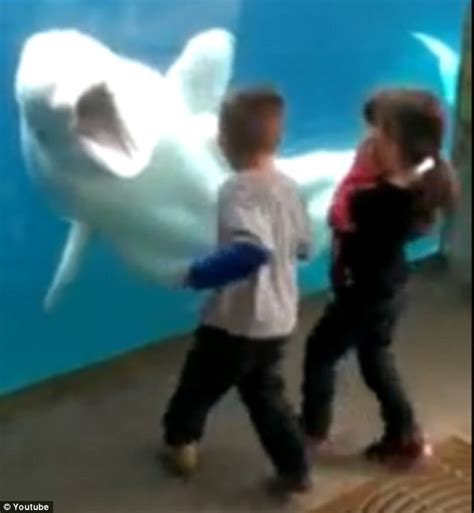 Beluga whale plays with children during aquarium visit | Daily Mail Online