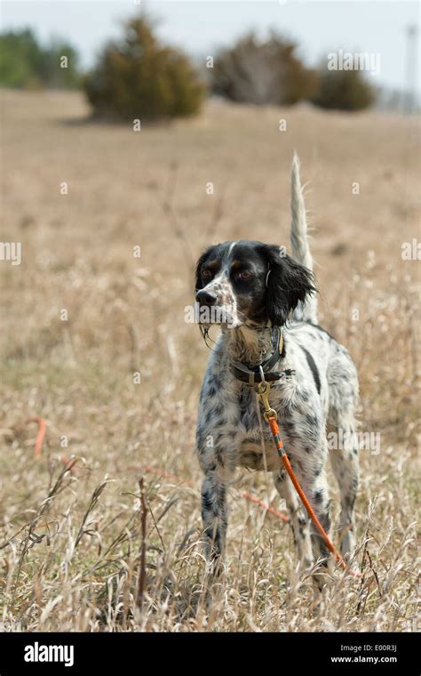 English Setter hunting dog Stock Photo - Alamy