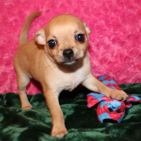 Little Red, a Red & White Male Chihuahua Puppy 661534 | PuppySpot