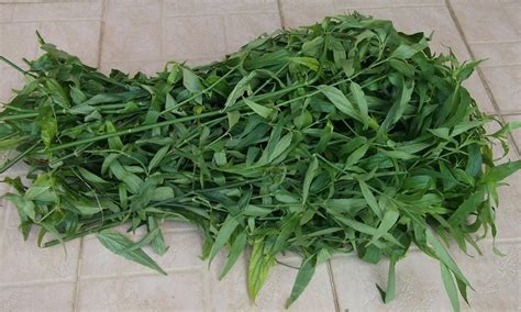 Sabah Snake Grass Dealer Singapore: Prices of Sabah Snake Grass