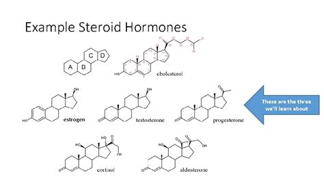 Types of Hormones Steroid Hormones 1 As lipids