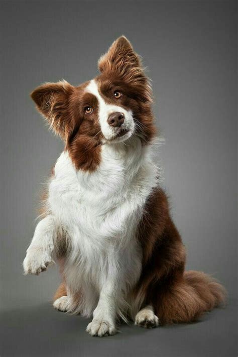 Pin by Barbara Rathmanner on wundervoll | Collie puppies, Dog breeds ...