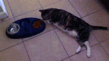 Lazy GIF - Find & Share on GIPHY