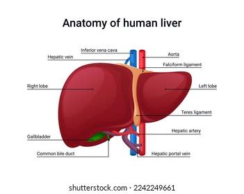 Anatomy Human Liver Design Medical Illustration Stock Vector (Royalty Free) 2242249661 ...