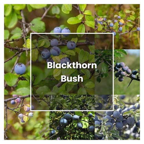 How to Grow Blackthorn Bush - Plant Care & Tips | NorwichGardener