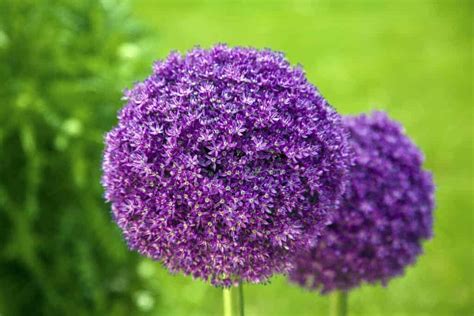 Allium for a burst of color Discover varieties and tips for