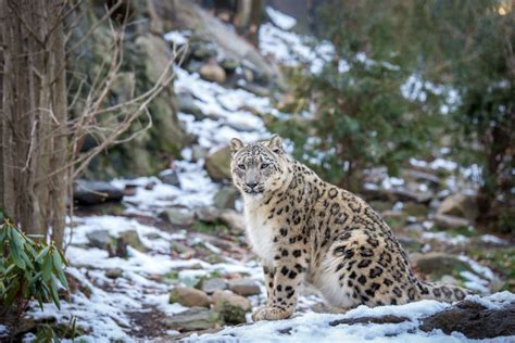 Uttarakhand to develop India’s first snow leopard conservation centre ...